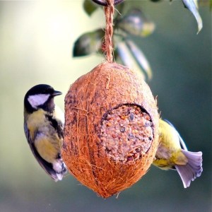 Kokosnuss-Pfiffikus-Vogelfutter